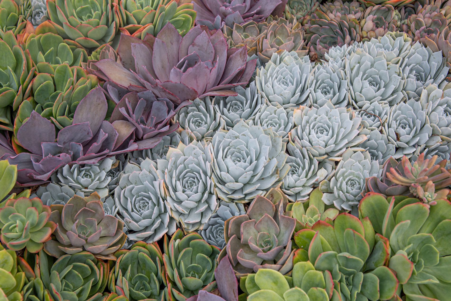 Succulents in many shades of green, sage, and plum growing together