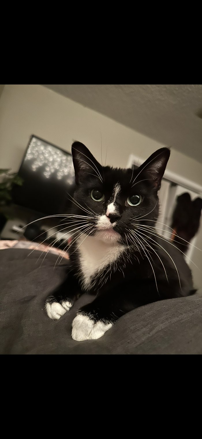 Lola, a black and white tuxedo cat