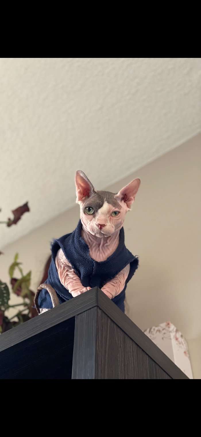 Ralph, a grey and cream sphynx cat in a navy fleece