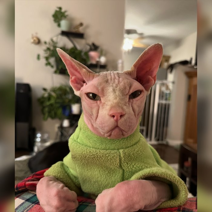 Spock, a sphynx cat in a green fleece